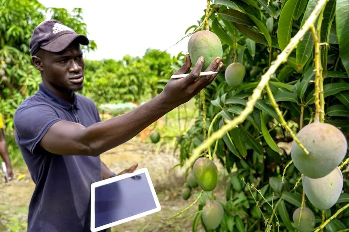 How Organic Food Benefits Works